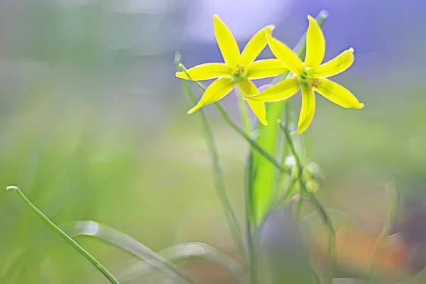 Spring Yellow Flowers Beautiful Blurred Background — Stock Photo, Image