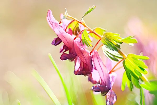 Beautiful Photo Macro Flower Nature Background — Stock Photo, Image