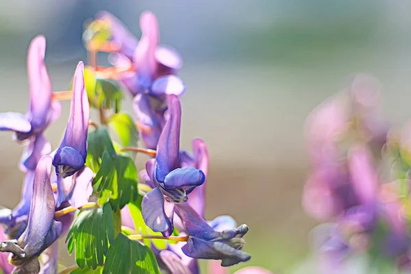 Маленькие Голубые Цветы Растения Макро Маленький Весенний Фон Природы — стоковое фото
