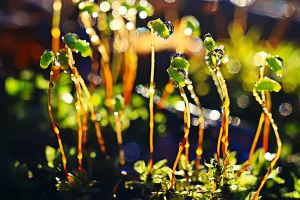 春天幼芽 美丽的自然背景 — 图库照片