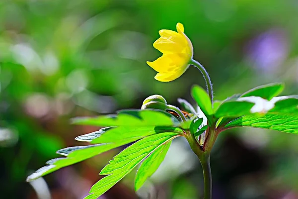 Jarní Žlutá Květina Krásná Rozostřeného Pozadí — Stock fotografie