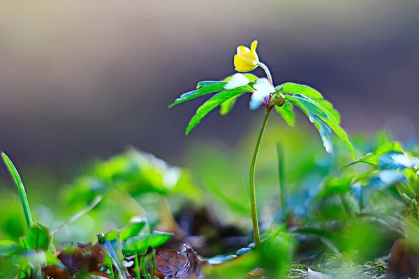 Virág Természet Háttér Gyönyörű Fénykép Makró — Stock Fotó