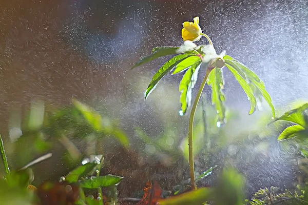 Jarní Zelené Rostliny Zázemí Krásná Příroda — Stock fotografie