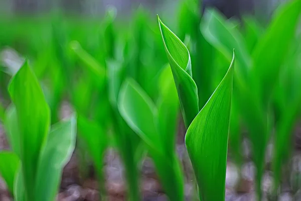 Primavera Plantas Verdes Fondo Hermosa Naturaleza — Foto de Stock