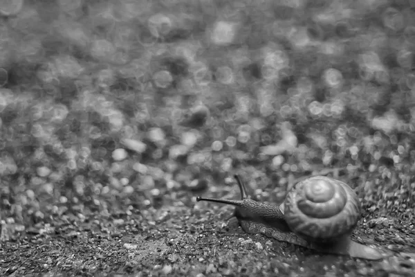Small Snail Forest Shell Macro Photo — Stock Photo, Image