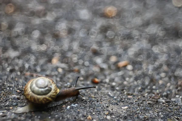 Kleine Schnecke Wald Gehäuse Makroaufnahme — Stockfoto