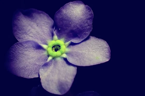 Lilla Blå Blomma Växt Makro Våren Natur Bakgrund — Stockfoto