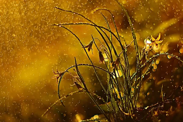 Achtergrond Van Natuur Met Gele Bloemen Prachtige Lente Natuur Foto — Stockfoto