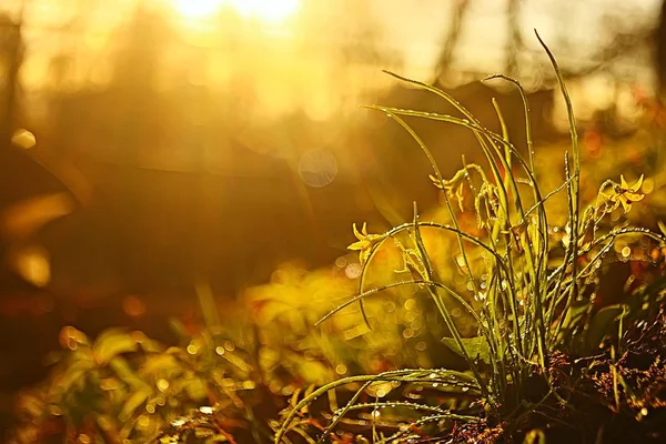 Fond Nature Avec Des Fleurs Jaunes Belle Photo Printemps Nature — Photo