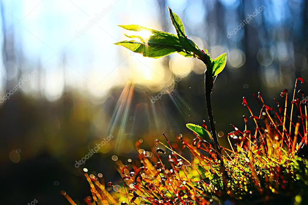 spring young sprout, beautiful nature background