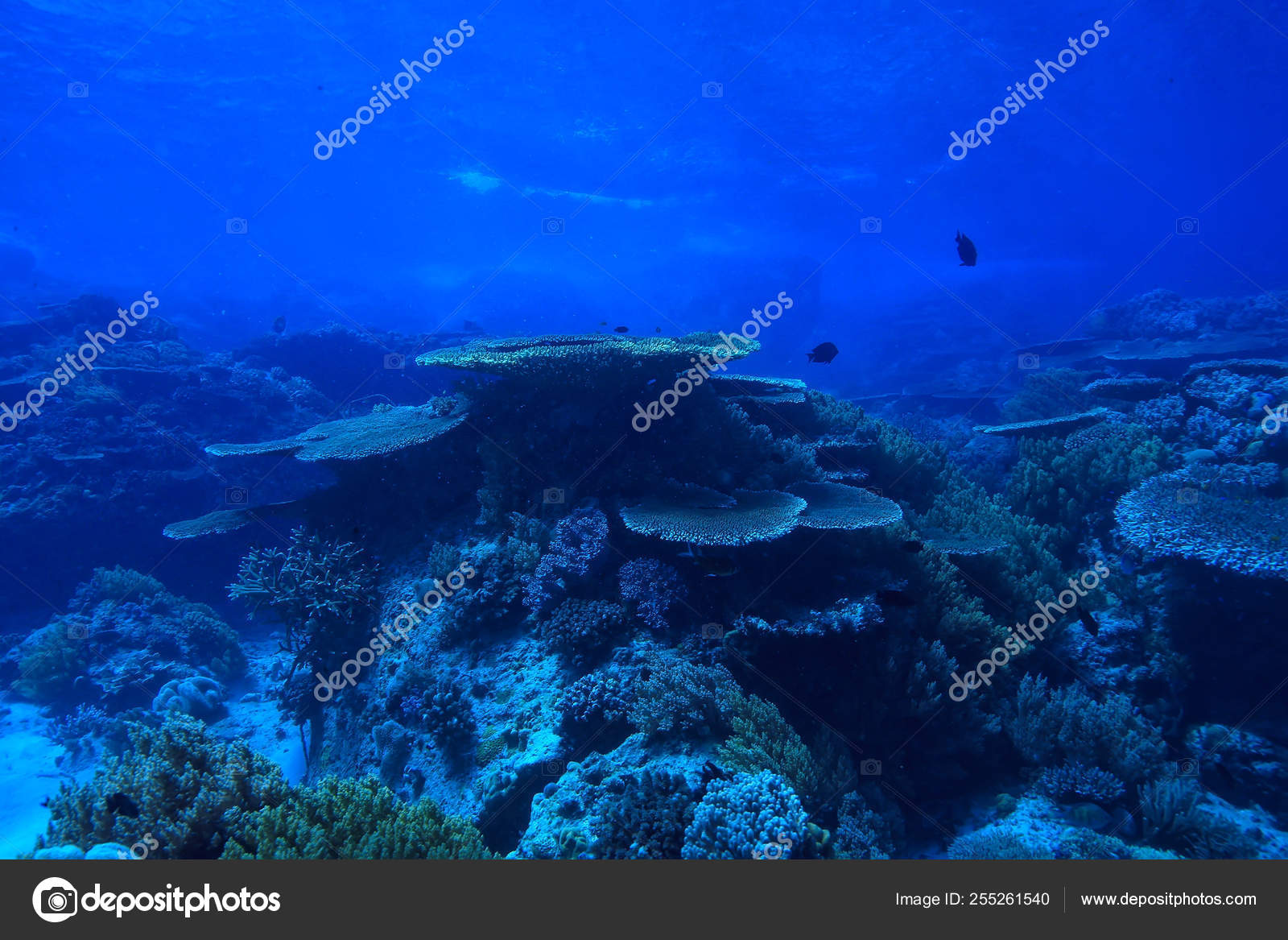 Marine Ecosystem Underwater View Blue Ocean Wild Nature Sea Abstract