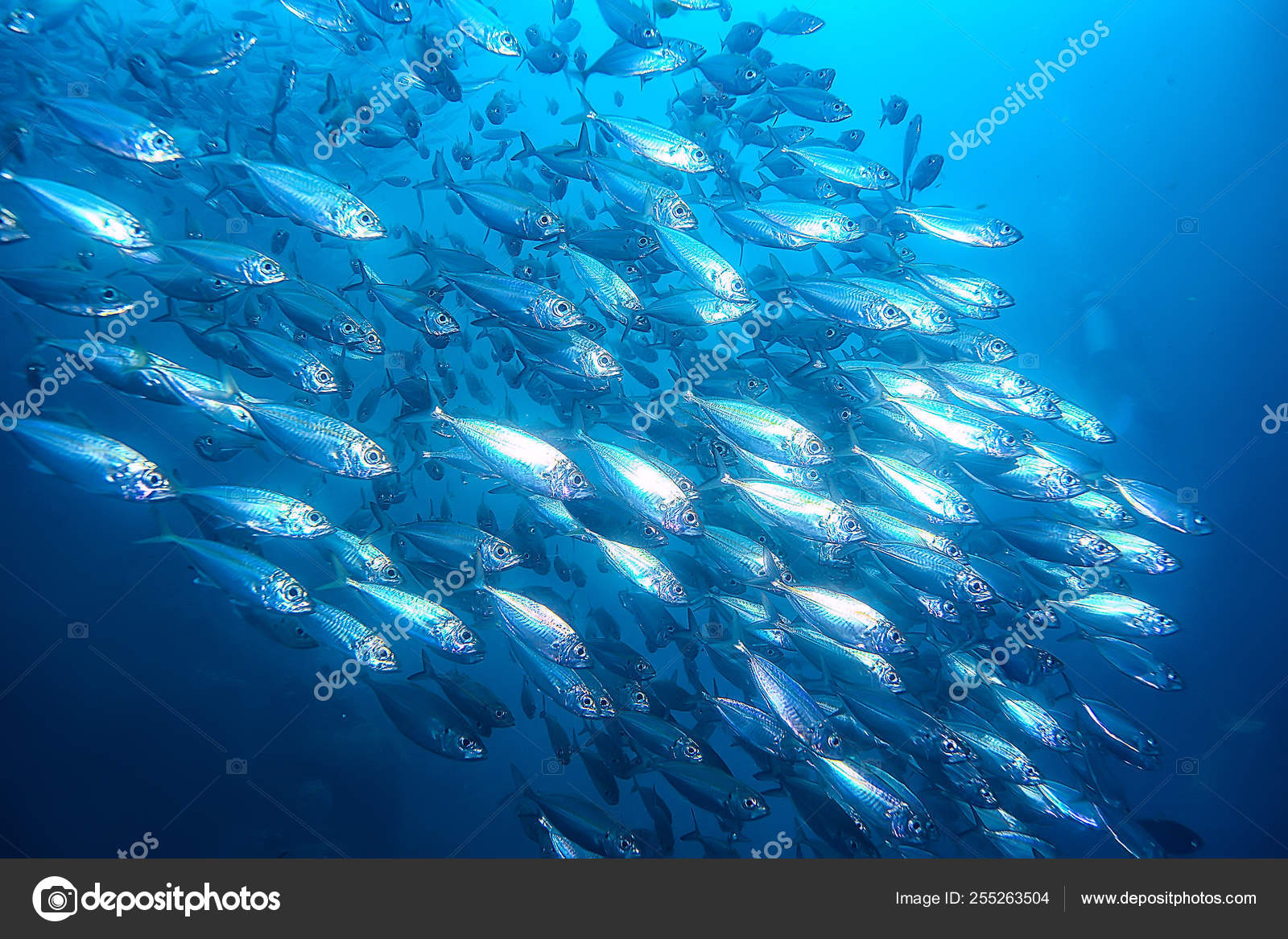 Lot Small Fish Sea Water Fish Colony Fishing Ocean Wildlife — Stock Photo ©  xload #255263504