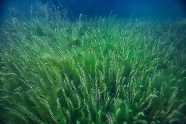 Doğa Göl manzara mavi çevre su sualtı şeffaf