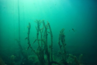 ağaçlar ekoloji göl güzel manzara su sular taze