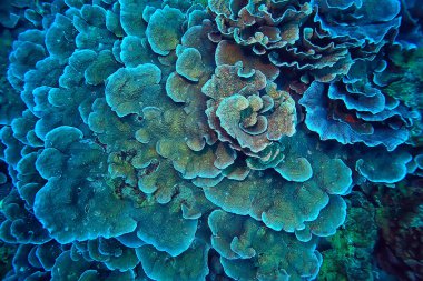 mercan resif sualtı/Lagünü ile mercanlar, sualtı peyzaj, şnorkelli yüzme gezisi