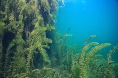ekoloji ekolojik felaket manzara nehir sualtı