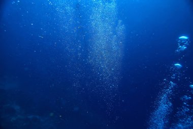 deniz ekosistemi sualtı görünümü/denizdeki mavi okyanus vahşi doğa, soyut arka plan