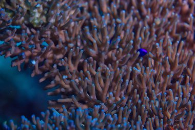 mercan resif sualtı/Lagünü ile mercanlar, sualtı peyzaj, şnorkelli yüzme gezisi