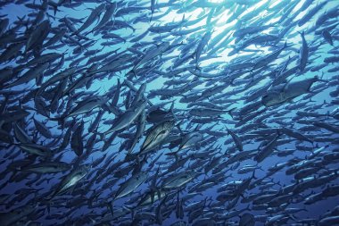 birçok Caranx sualtı/büyük balık Flock, sualtı dünyası, okyanus ekolojik sistemi