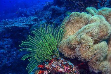 mercan resifi makro/doku, soyut deniz ekosistemi arka plan üzerinde bir mercan resifi