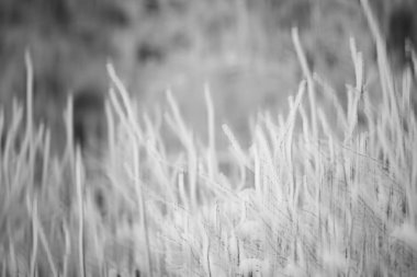 arka plan bulanık dikey kış kışın orman soyut orman