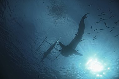 su Okyanusu altında/peyzaj sualtı dünyası, sahne mavi Idyll doğa