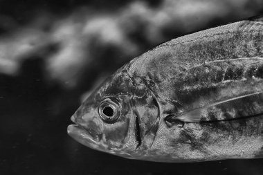 beyaz balık grup/sualtı doğal poster tasarım