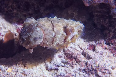 mürekkepbalığı sualtı/sualtı dünyası, Pasifik Okyanusu 'nda deniz yaşamı yaban hayatı hayvan dalış