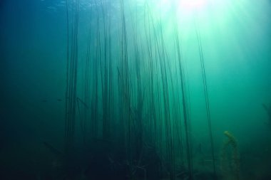 bitkiler ekosistem manzara nehir su sualtı taze güneş ışınları