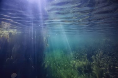 bitkiler ekosistem manzara nehir su sualtı taze güneş ışınları