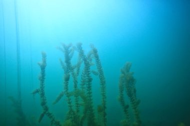 arka plan dalış doğa ekosistem Eko su sualtı taze