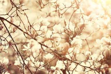 ihale bahar çiçekler arka plan/çiçekli dalları güzel resim