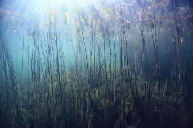 mangroves sualtı peyzaj arka plan/soyut çalılar ve ağaçlar su, şeffaf su doğa Eko