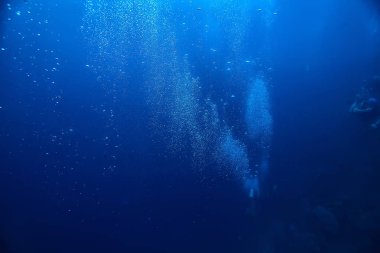 mercan resifi sualtı/deniz mercan Lagünü, okyanus ekosistemi