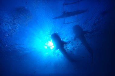 Balina köpekbalığı sahne manzara/soyut sualtı büyük deniz balığı, macera, Dalış, şnorkelli yüzme