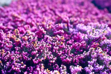 ihale bahar çiçekler arka plan/çiçekli dalları güzel resim