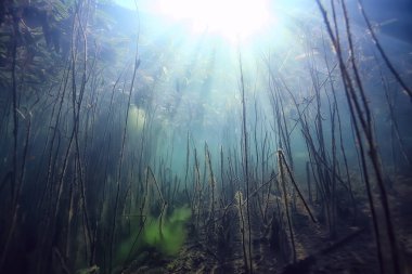 arka plan dalış doğa ekosistem Eko su sualtı taze