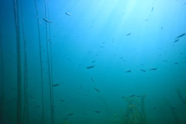 arka plan doğa güneş mavi mavi deniz sualtı su deniz ışınları