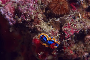 mercan resifi makro/doku, soyut deniz ekosistemi arka plan üzerinde bir mercan resifi