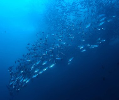 sualtı dünyası/mavi deniz vahşi, dünya Okyanusu, inanılmaz sualtı