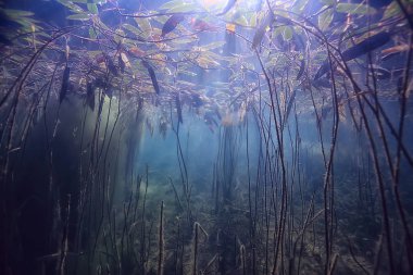 Bataklık sualtı manzara soyut/batık ağaçlar ve net suda yosun, ekoloji sualtı dünyası