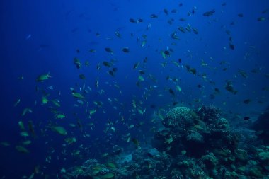 mercan resif sualtı/Lagünü ile mercanlar, sualtı peyzaj, şnorkelli yüzme gezisi