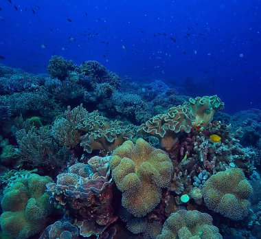 su altı sünger deniz hayatı/mercan resif sualtı sahne sünger ile soyut okyanus manzara