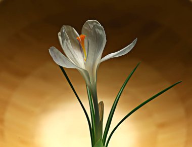 Beyaz Crocus bahar çiçek, bahar soyut arka plan, doğa kavramı