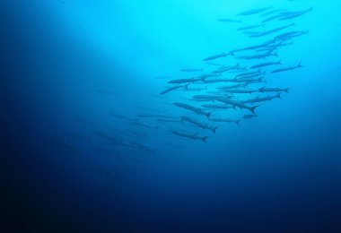 sualtı dünyası/mavi deniz vahşi, dünya Okyanusu, inanılmaz sualtı