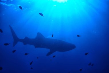 Balina köpekbalığı sahne manzara/soyut sualtı büyük deniz balığı, macera, Dalış, şnorkelli yüzme