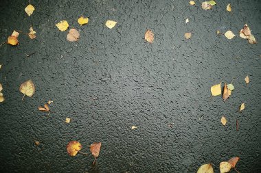 Sonbahar ıslak yaprakları arka plan/sonbahar arka plan, sarı yaprakları ağaçlardan düşmüş, yaprakları sonbahar, sonbahar Parkı