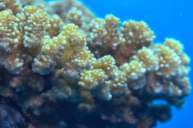 mercan resifi makro/doku, soyut deniz ekosistemi arka plan üzerinde bir mercan resifi