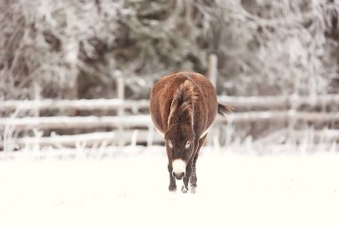Rus köyünde kış/kış manzarası, Rusya 'da orman, eyalette karla kaplı ağaçlar