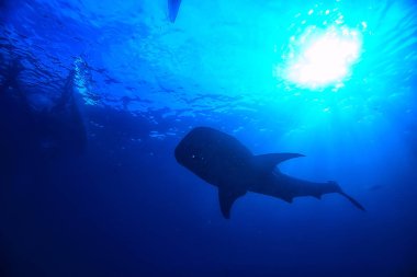 Balina köpekbalığı sahne manzara/soyut sualtı büyük deniz balığı, macera, Dalış, şnorkelli yüzme